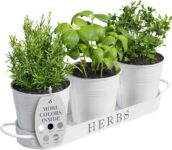 Top 10 Best Herb Gardens 2026